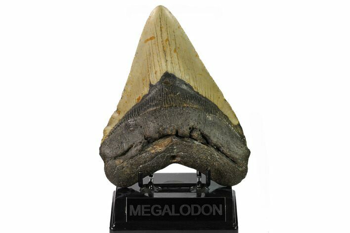 Massive, Fossil Megalodon Tooth - North Carolina #164902
